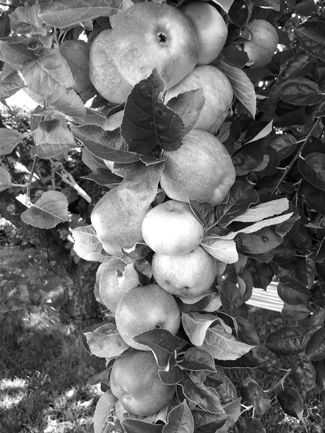 %C3%84pple%20svartvitHS